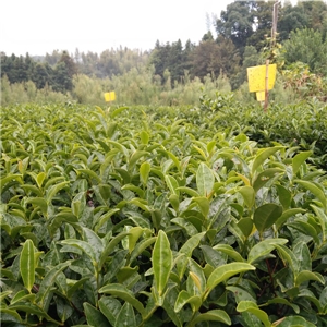 恨水茶業公司有機茶苗基地